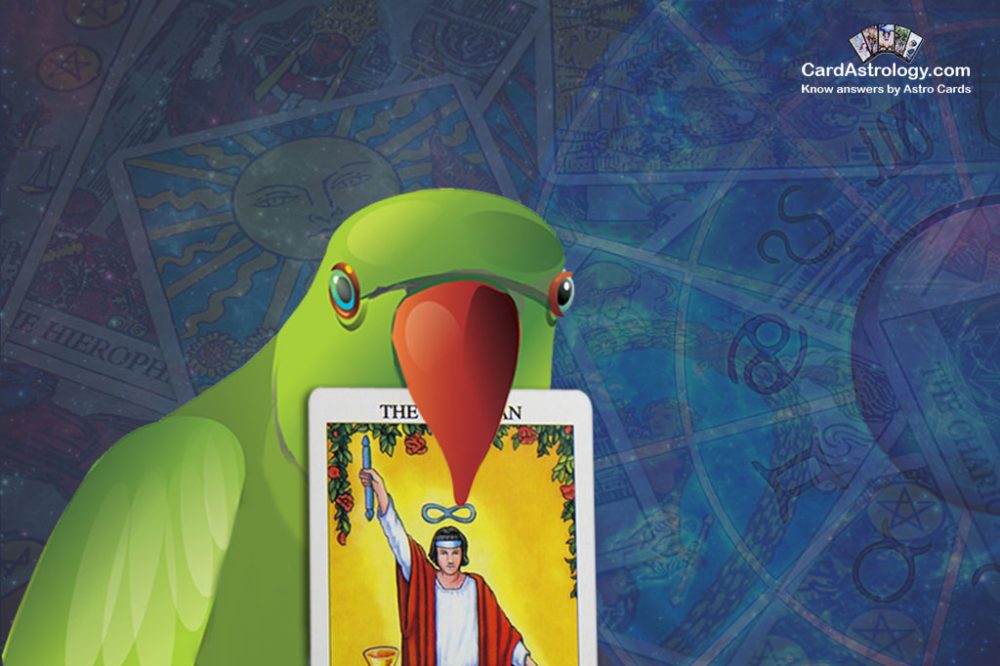 Need to take advantage of mystic forces with the parrot?